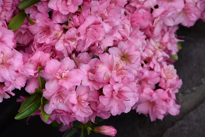 pink_shrubs_rosebud_azalea_rhododendron_rosebud_plant_by_number