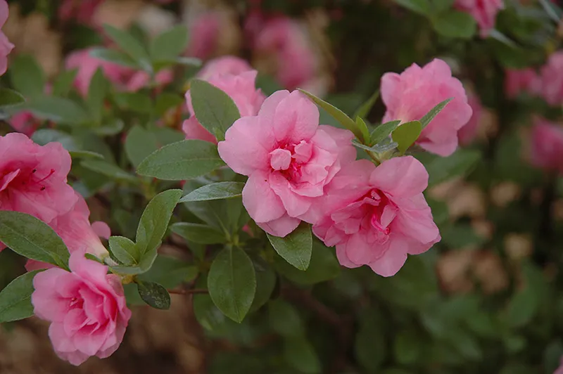 pink_shrubs_rosebud_azalea_rhododendron_rosebud_plant_by_number