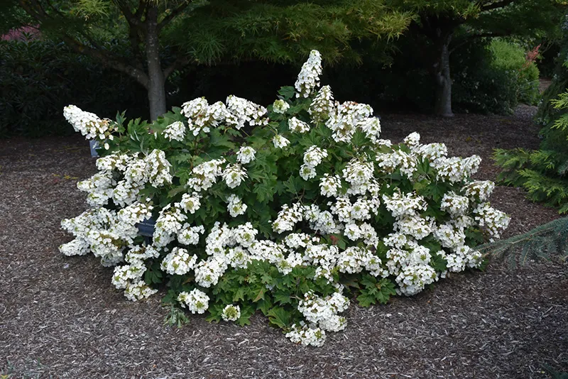 pink_hydrangeas_ruby_slippers_hydrangea_hydrangea_quercifolia_ruby_slippers_plant_by_number