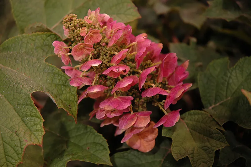 pink_hydrangeas_ruby_slippers_hydrangea_hydrangea_quercifolia_ruby_slippers_plant_by_number