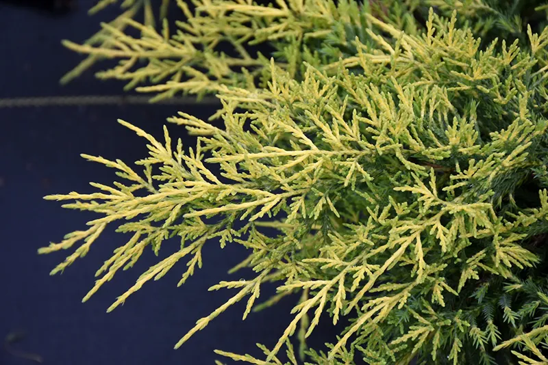 yellow_shrubs_saybrook_gold_juniper_juniperus_chinensis_saybrook_gold_plant_by_number