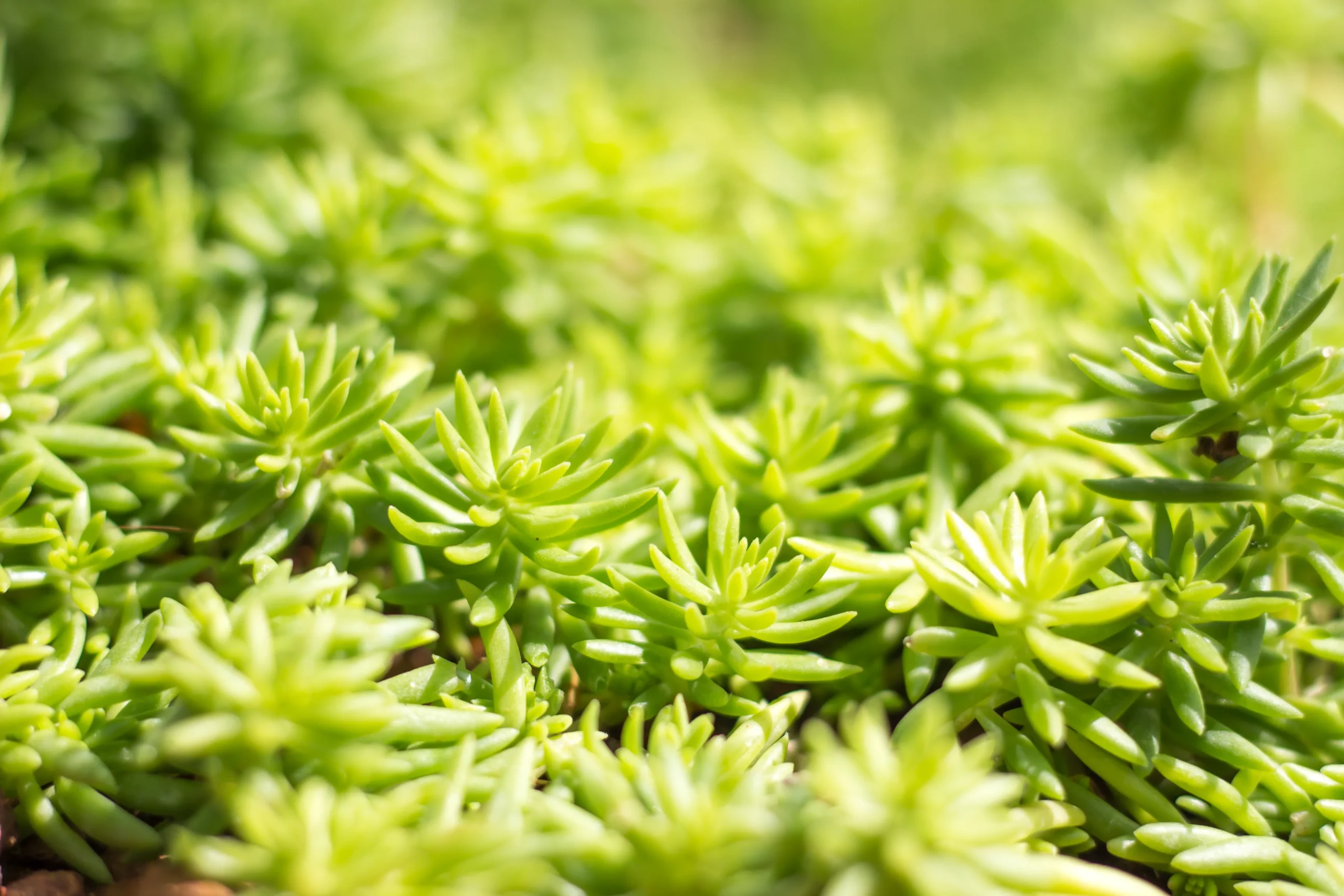 yellow_flowers_sedum_sunsparkler_angelina's_teacup_sedum_rupestre_Angelinas