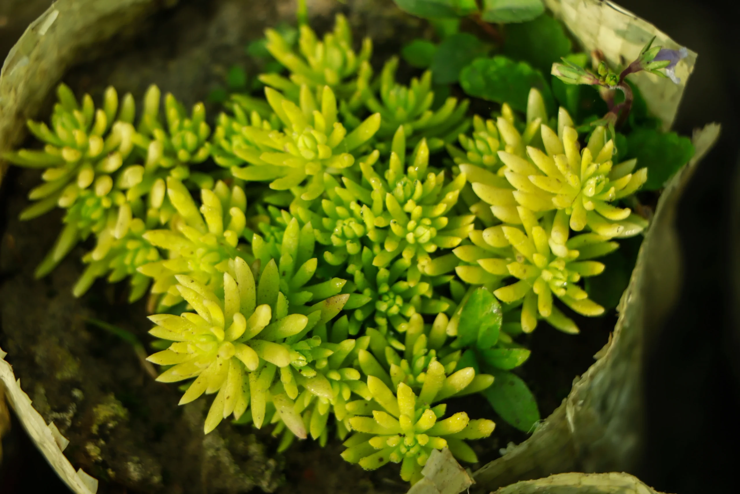 yellow_flowers_sedum_sunsparkler_angelina's_teacup_sedum_rupestre_Angelinas Teacup_plant_ny_number