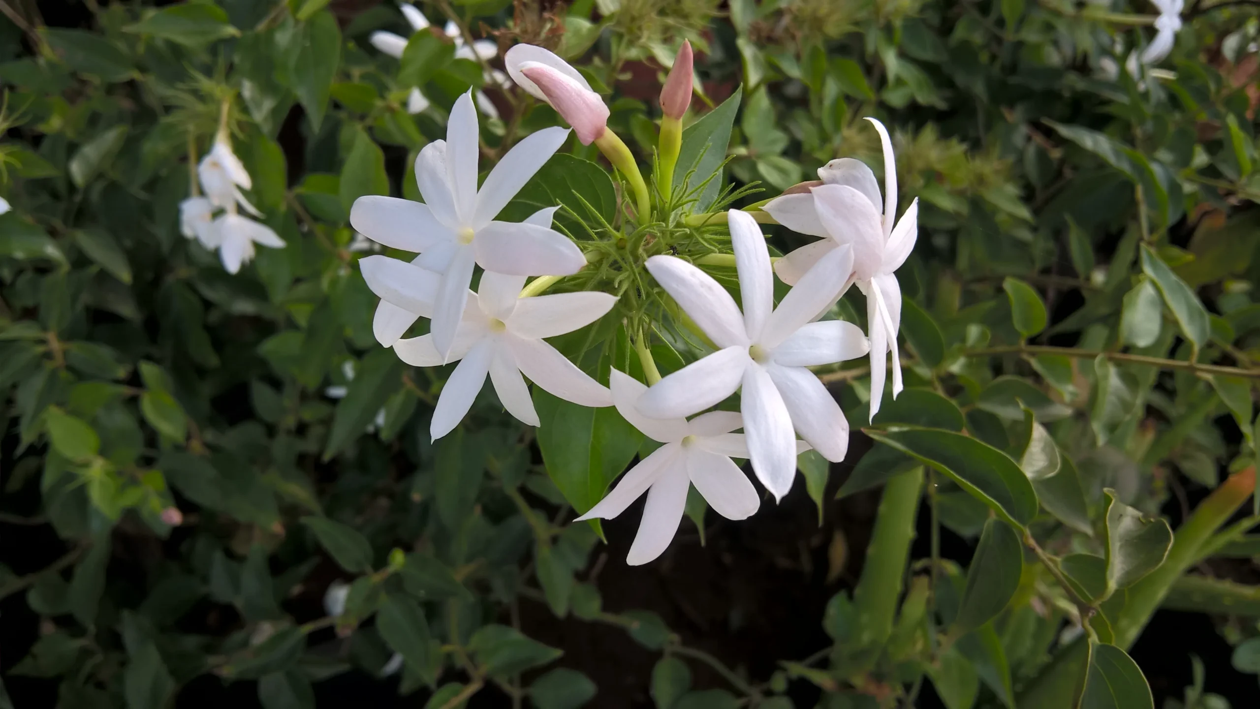 white_shrubs_star_jasmine_trachelospermum_jasminoides_plant_by_number