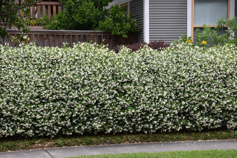 white_shrubs_star_jasmine_trachelospermum_jasminoides_plant_by_number