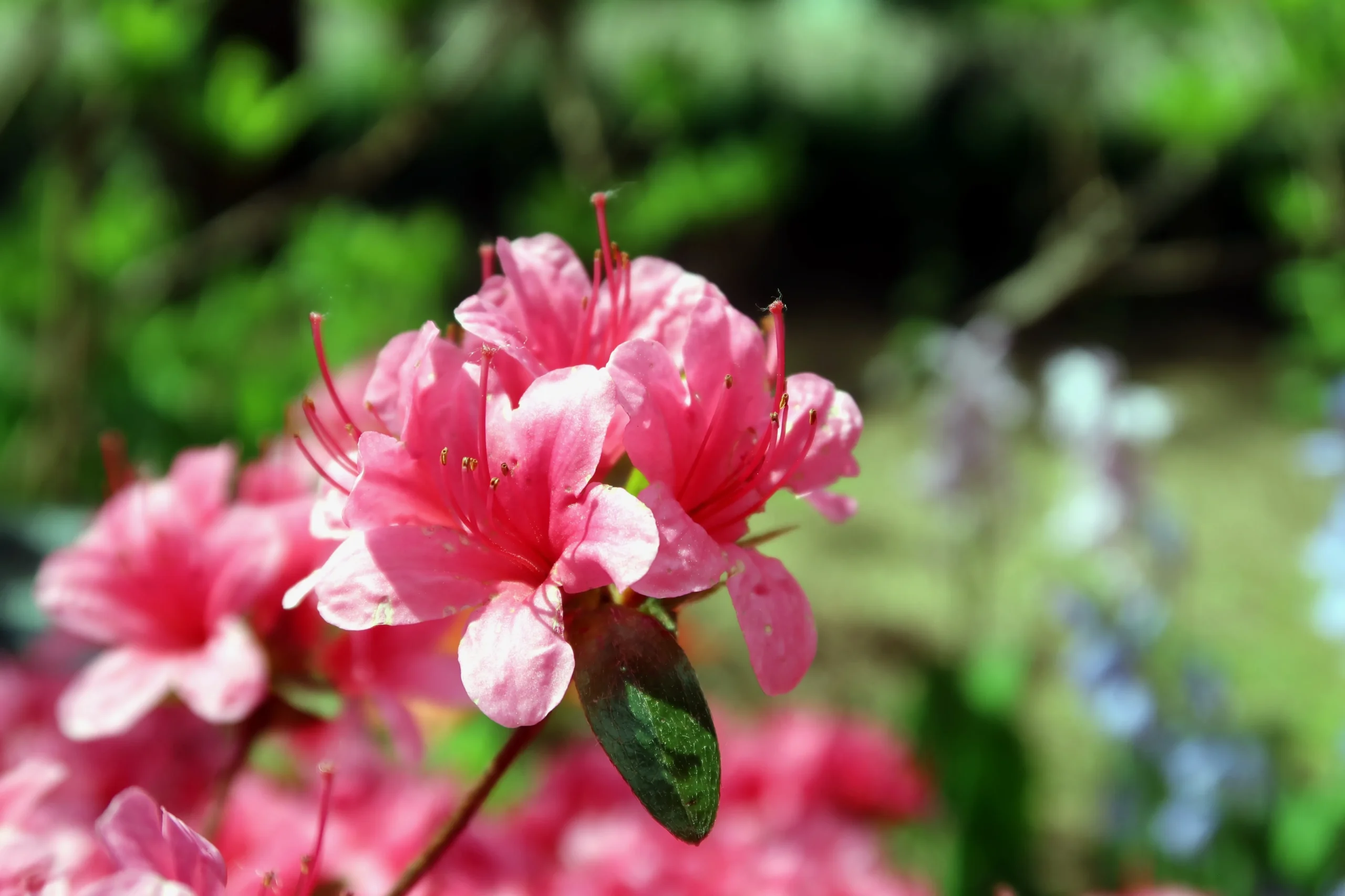 pink_shrubs_sunbow_solar_flare_azalea_rhododendron_qbackB_plant_by_number