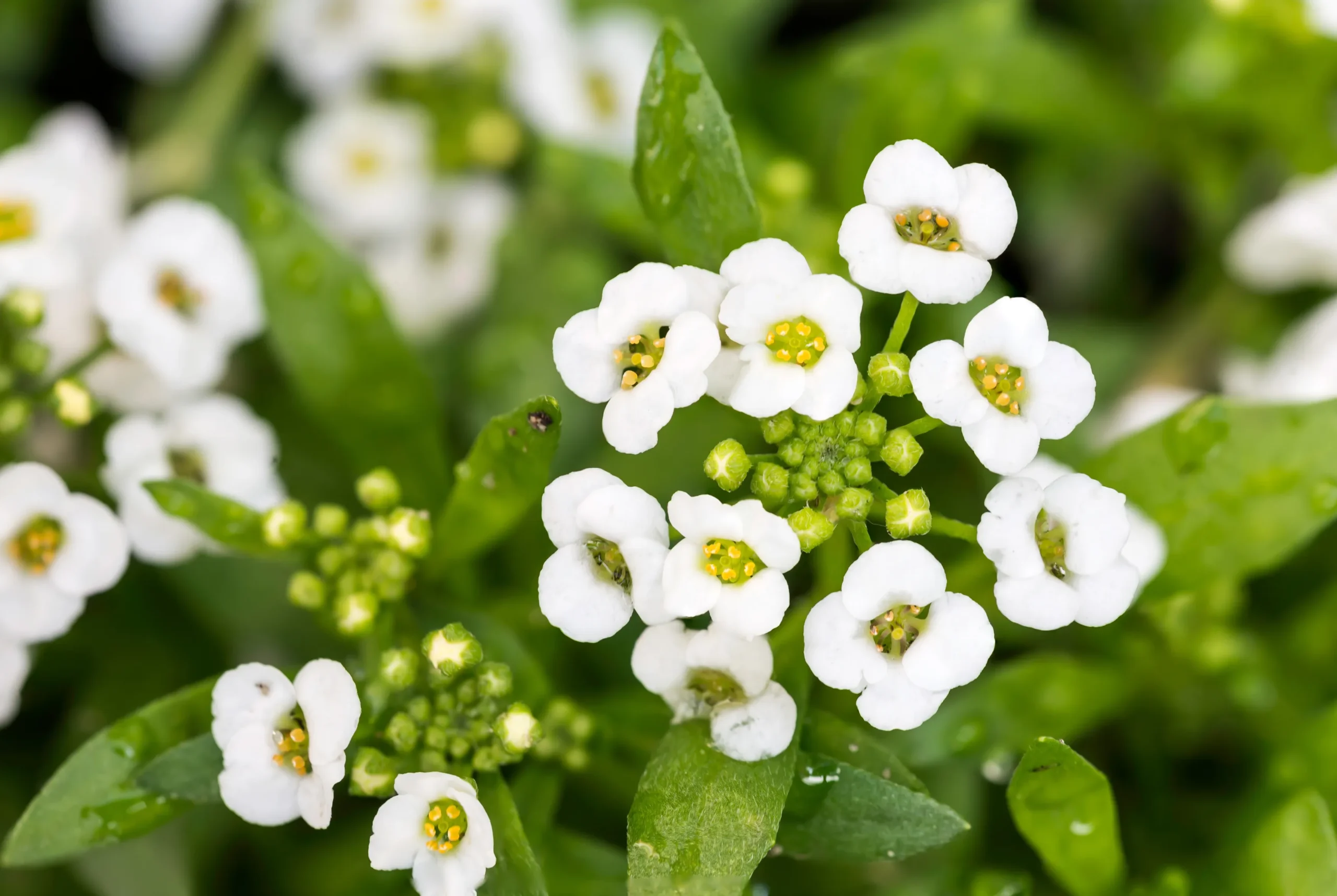 white_flowers_sweet_alyssum_lobularia_maritima_plant_by_number