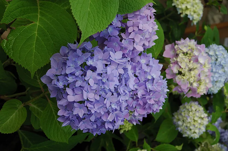 blue_hydrangeas_the_original_endless_summer_hydrangea_hydrangea_macrophylla_bailmer_plant_by_number
