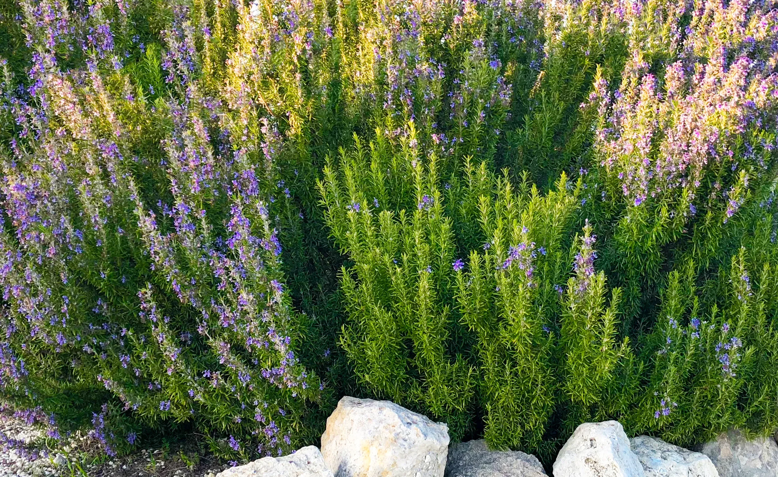 blue_shrubs_tuscan_blue_rosemary_rosmarinus_officinalis_tuscan_blueplant_plant_by_number