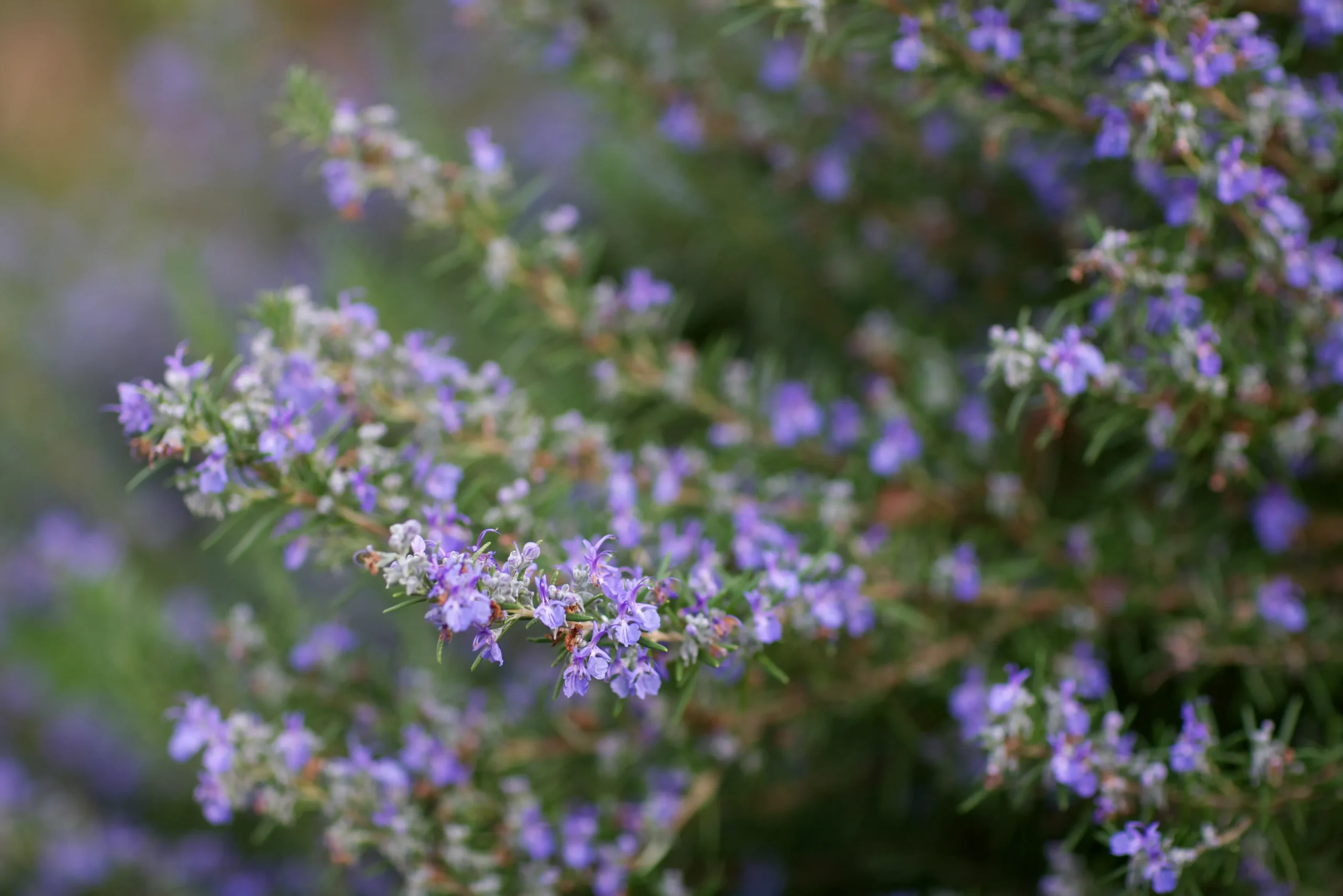 blue_shrubs_tuscan_blue_rosemary_rosmarinus_officinalis_tuscan_blueplant_plant_by_number