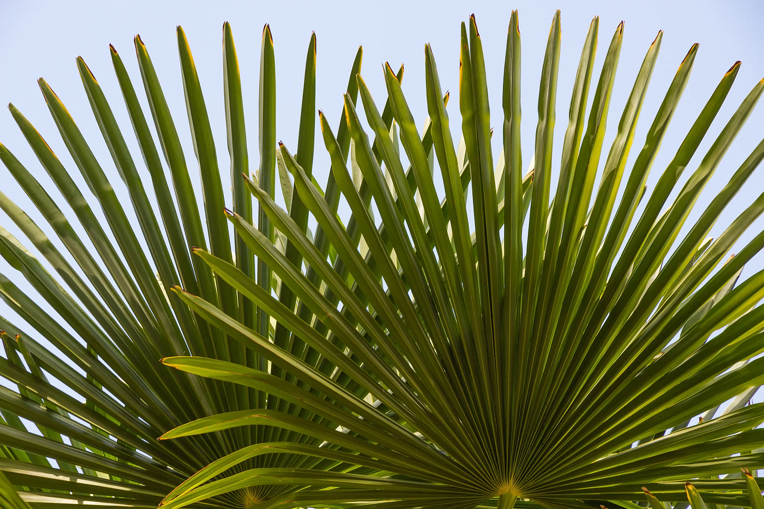 evergreen_trees_windmill_palm_tree_trachycarpus_fortunei_plant_by_number