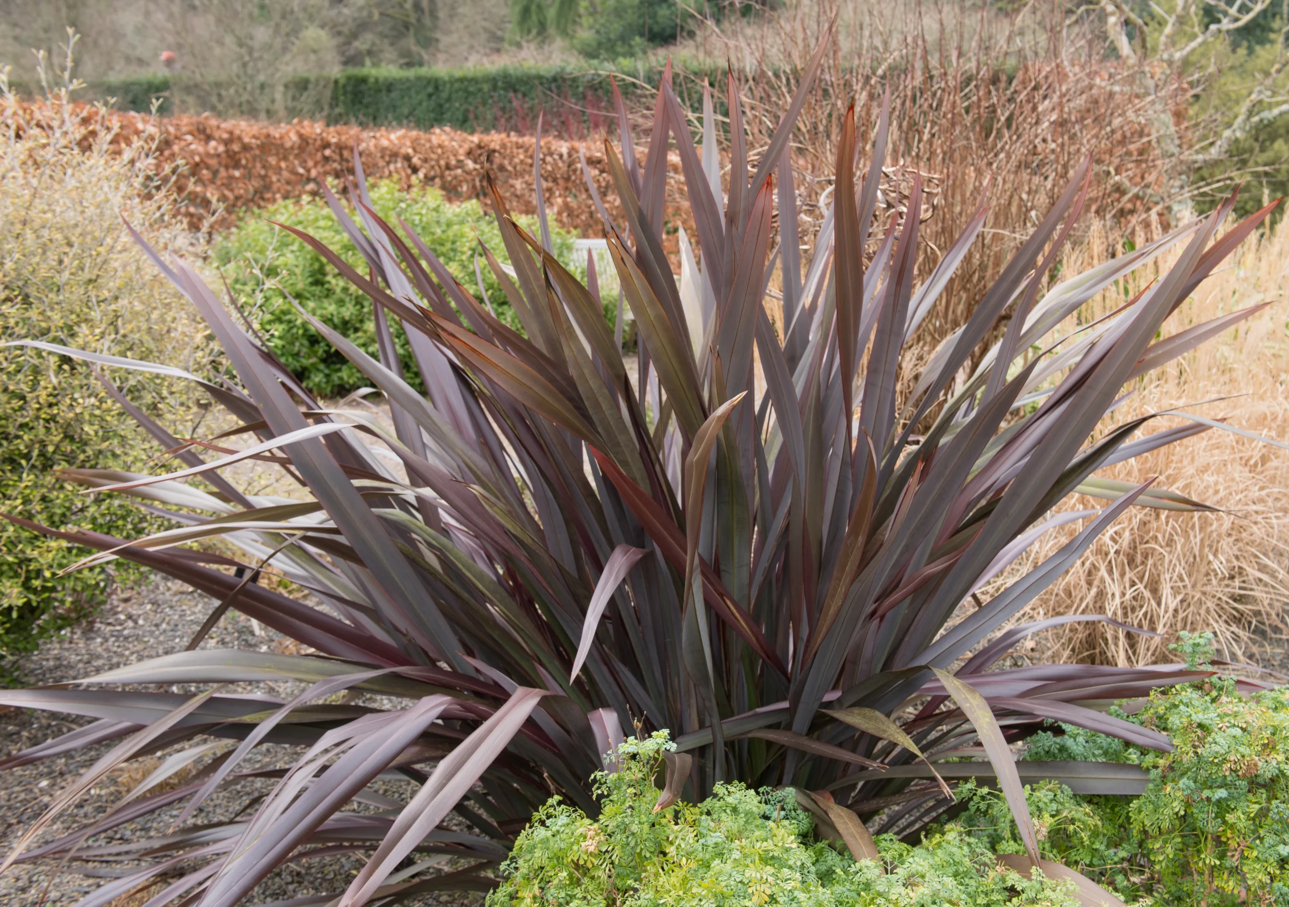 decorative_grasses_black_adder_phormium_phormium_colensoi_FIT01_plant_by_number