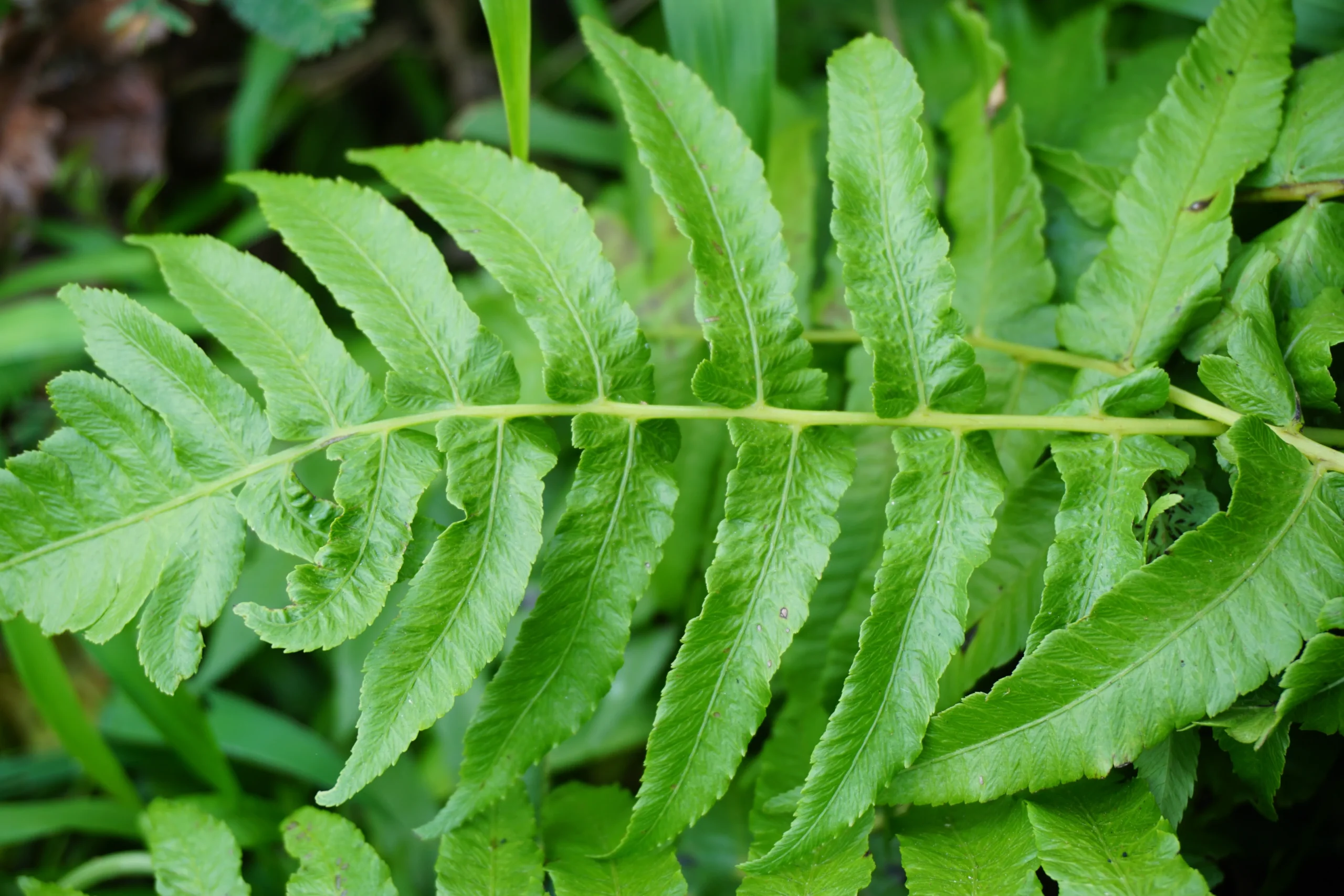 decorative_grasses_macho_fern_nephrolepsis_bisarrataplant_plant_by_number