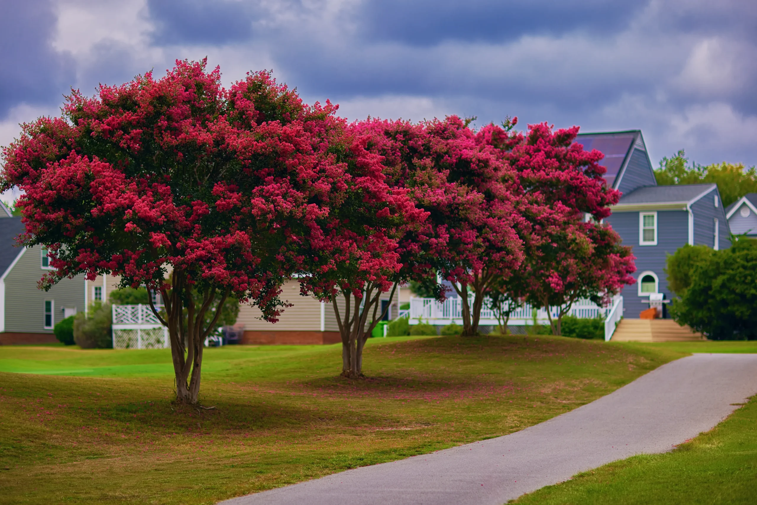 red_trees_dynamite_crape_myrtle_lagerstroemia_indica_whit_II_plant_by_number