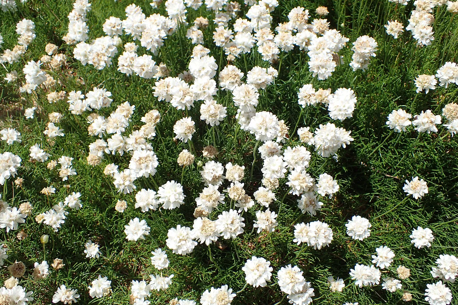 white_flowers_white_sea_thrift_alba_armeria_maritima_alba_plant_by_number