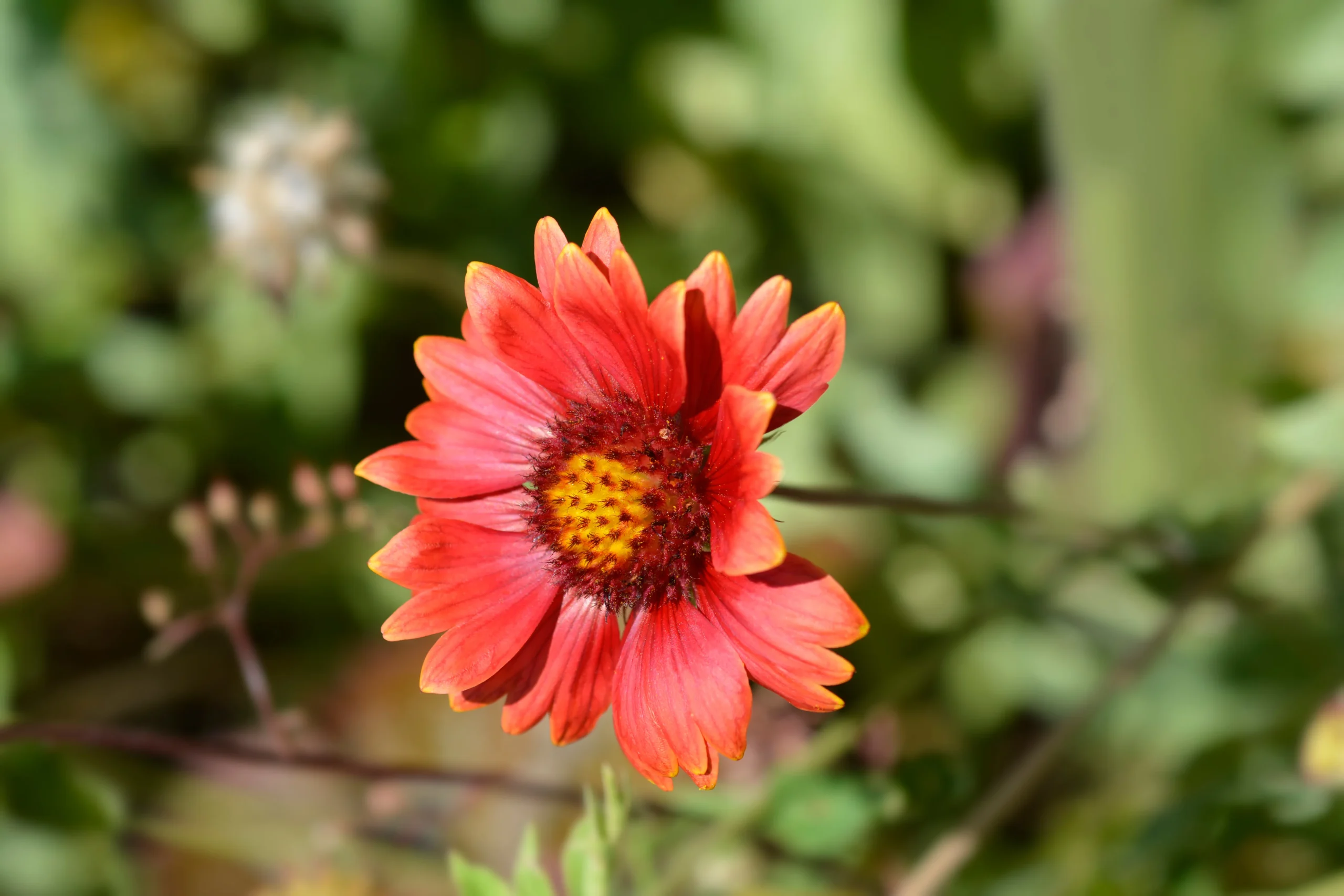 orange_flowers_celebration_blanket_flower_gaillardia_x_grandiflora_sunset_celebration_plant_by_number