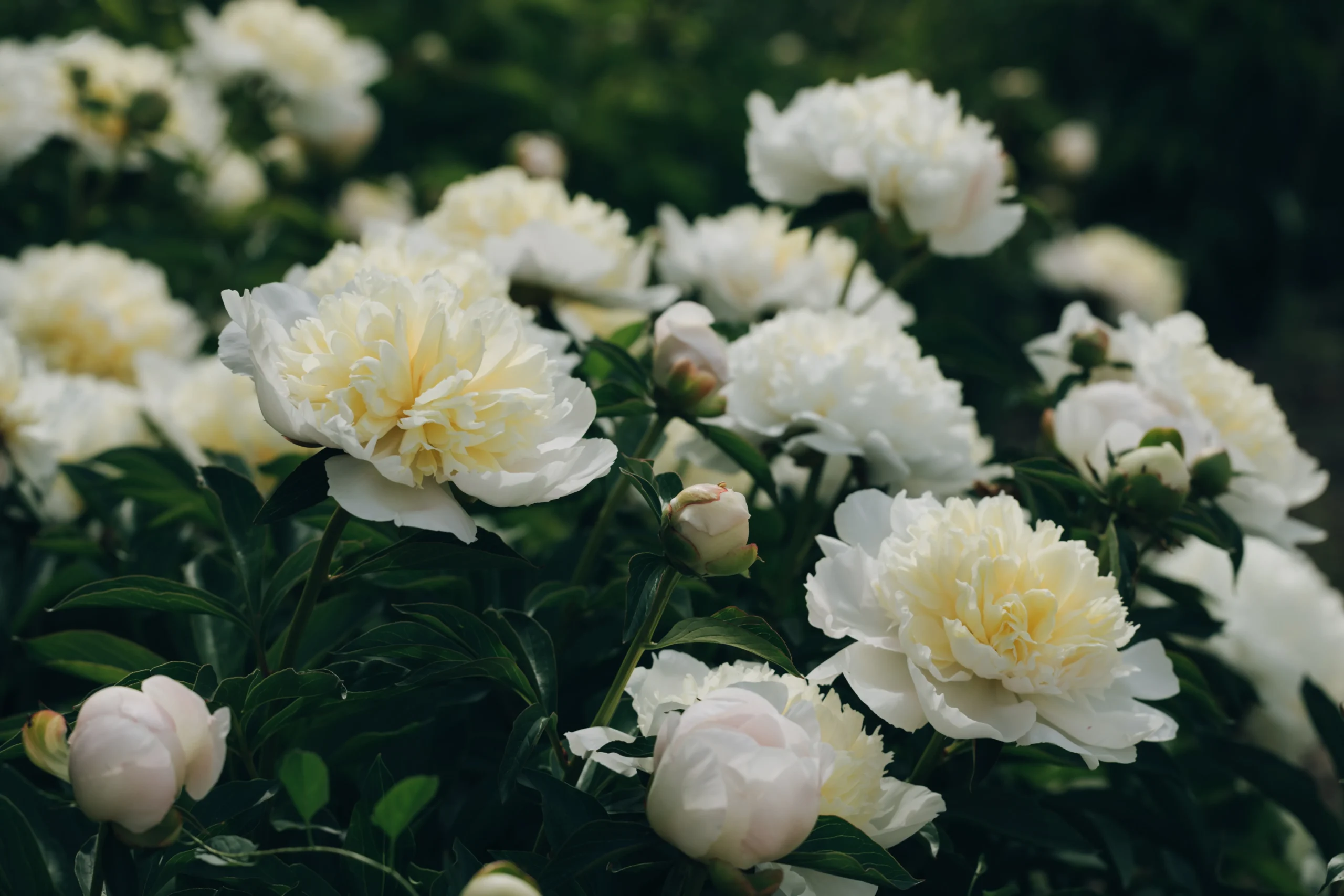 white_flowers_duchesse_de_nemours_peony_paeonia_duchesse_de_nemours_plant_by_number