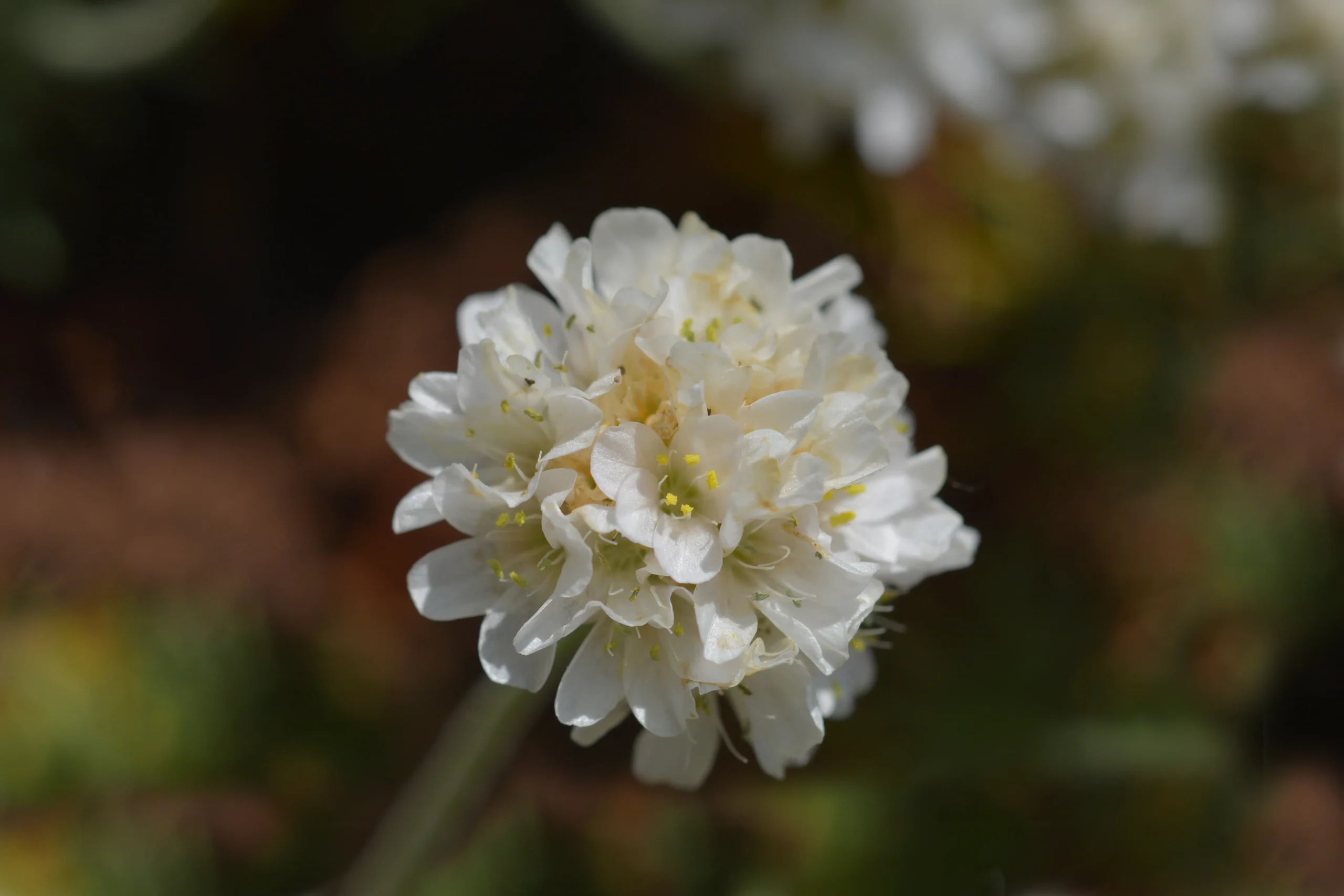 white_flowers_sea_thrift_alba_armeria_maritima_alba_plant_by_number