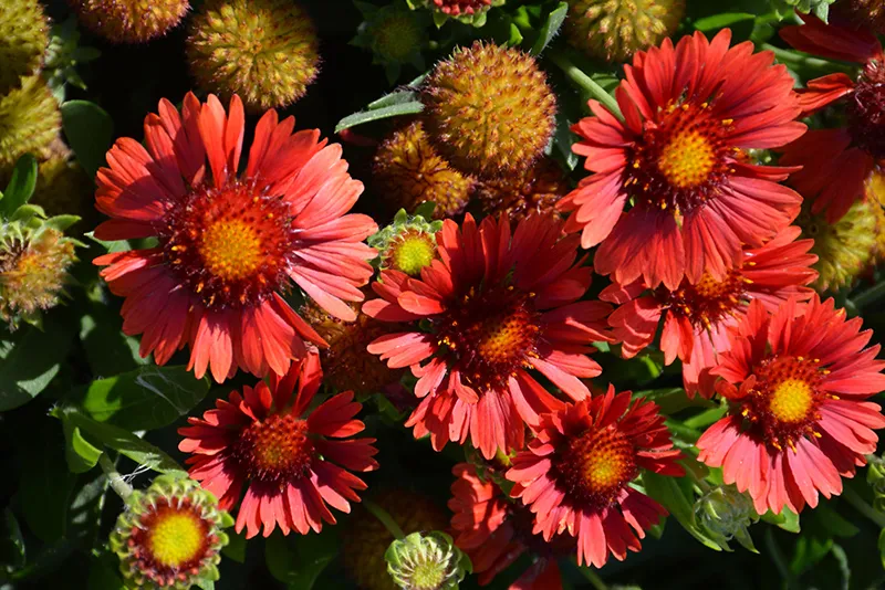 orange_flowers_celebration_blanket_flower_gaillardia_x_grandiflora_sunset_celebration_plant_by_number