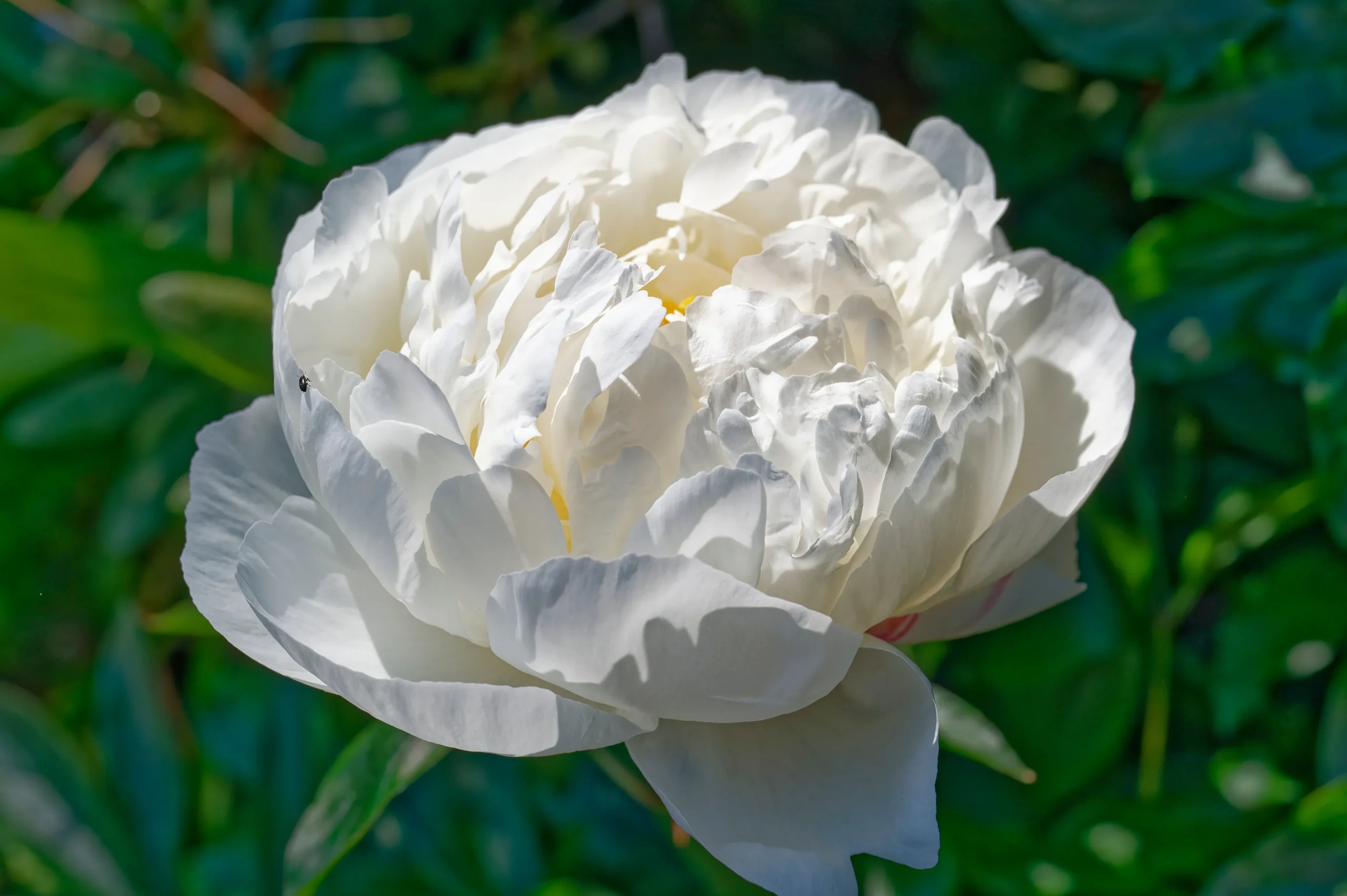 white_flowers_duchesse_de_nemours_peony_paeonia_duchesse_de_nemours_plant_by_number