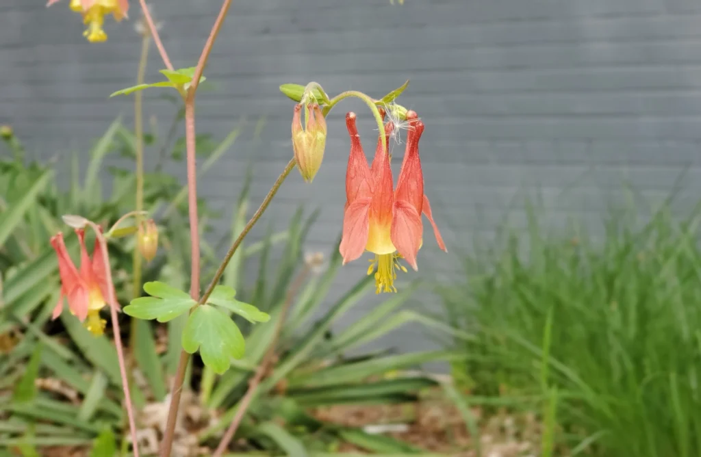 Canadian Columbine | Plant by Number