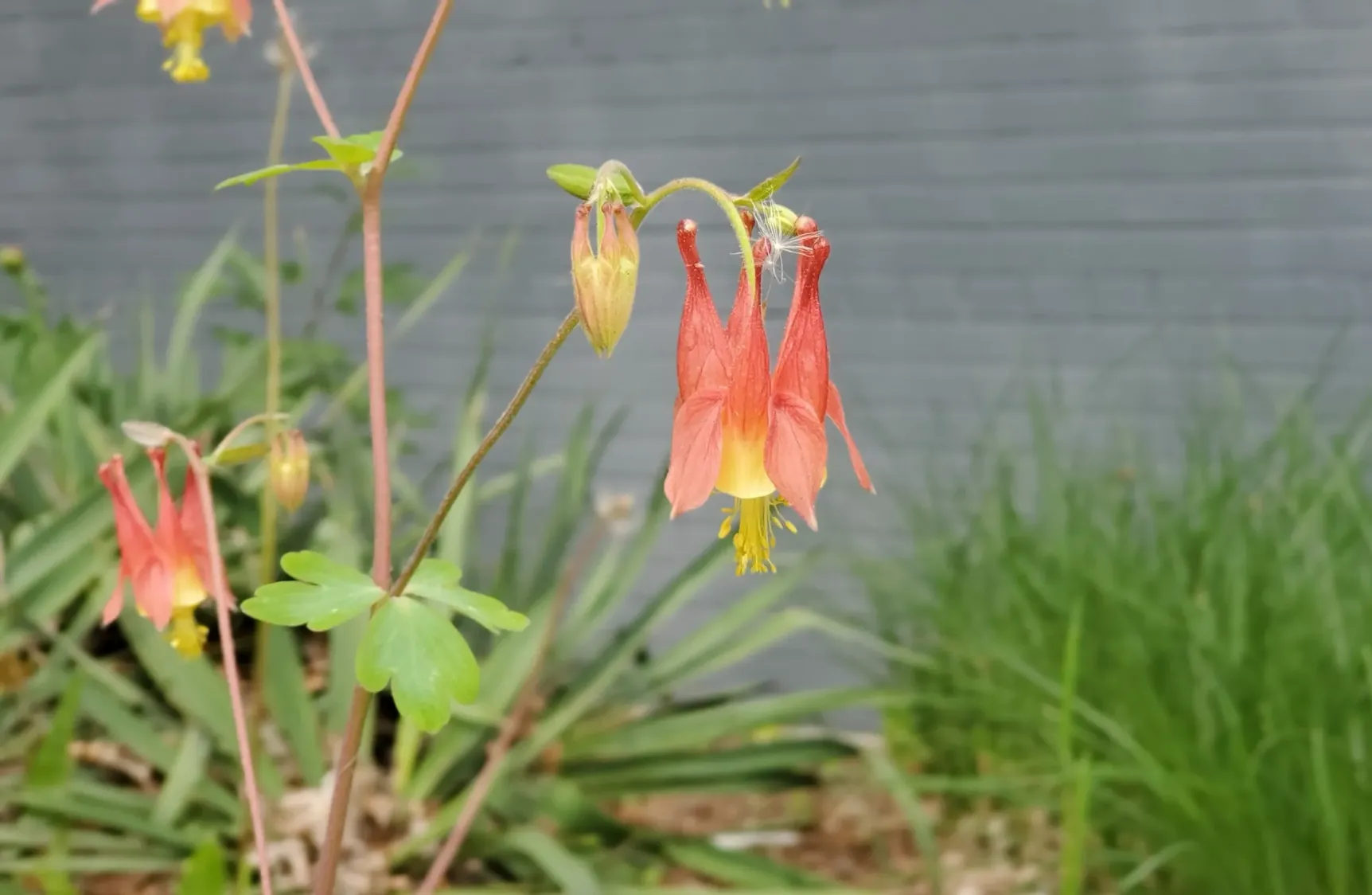 red_flowers_columbine_little_lanterns_aquilegia_canadensis_plant_by_number