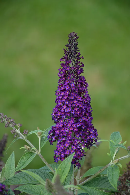 purple_flowers_Dark_Dynasty_Butterfly_Bush_buddleia_plant_by_number
