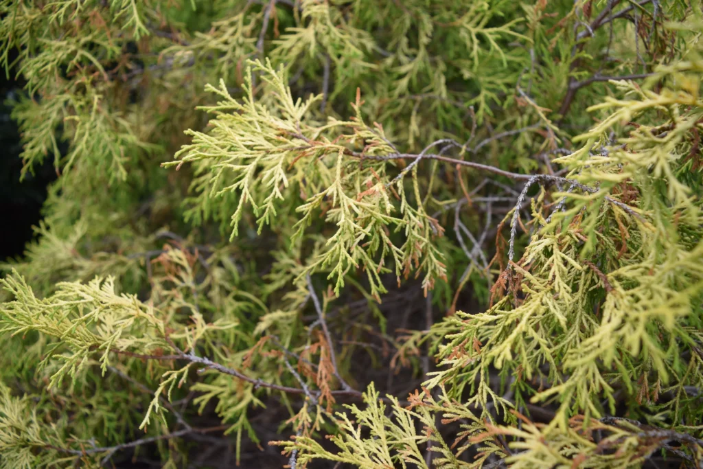 Gold Thread Cypress | Plant by Number