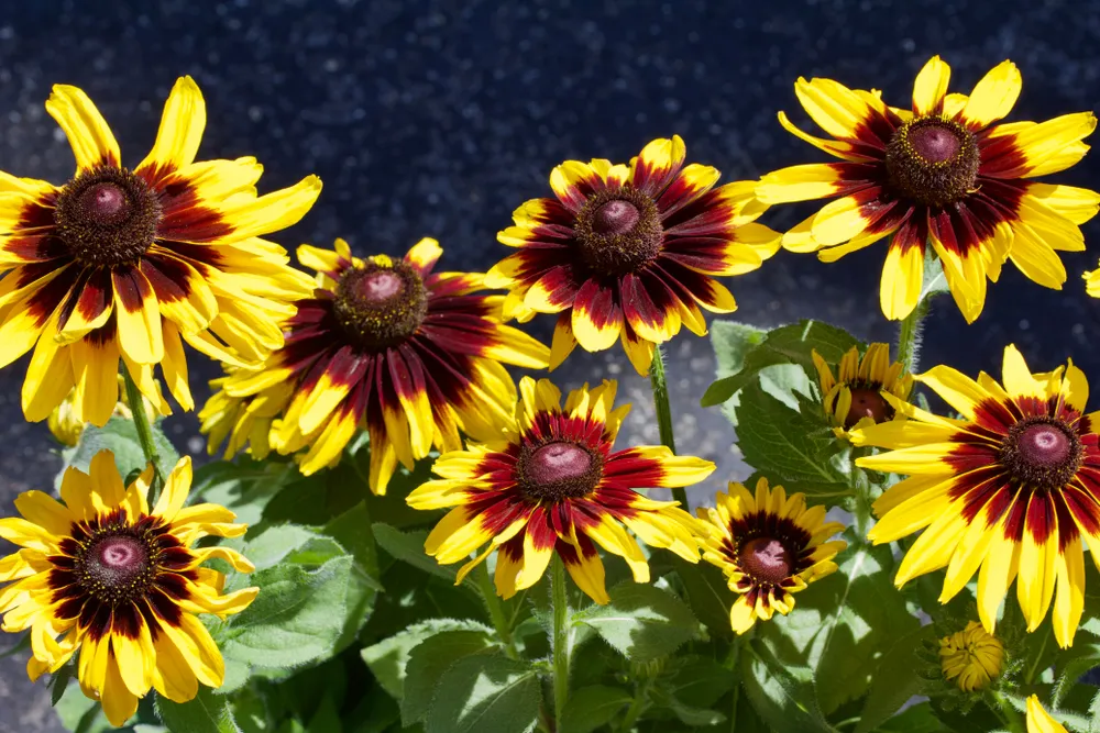 yellow_flowers_Prairie_Gold_Brown_Eyed_Susan_rudbeckia_triloba_plant_by_number
