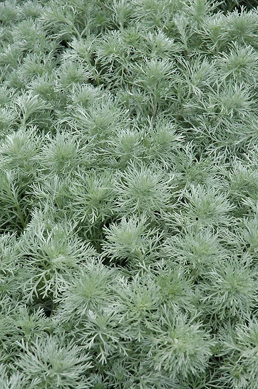 Artemisia_schmidtiana Silvermound_Silvermound Wormwood_Silvermound_Wormwood_plant_by_number