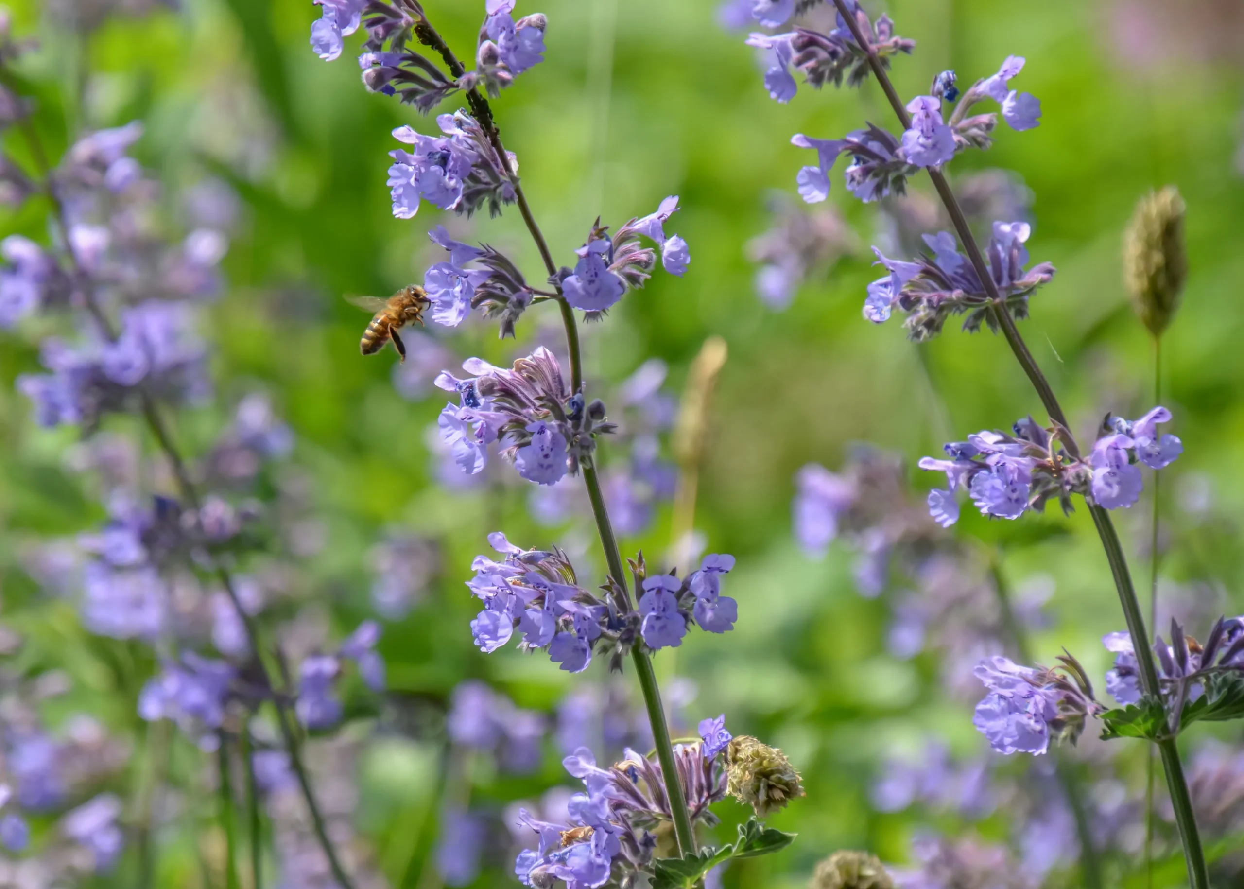 purple_flowers_nepeta_racemosa_walkers_low_catmint_plant_by_number