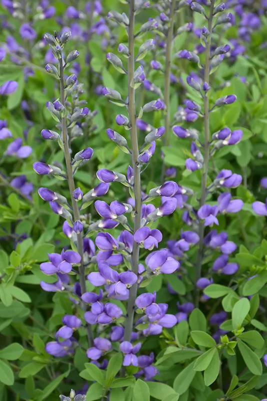 blue_flowers_baptisia_australis_blue_false_indigo_plant_by_number