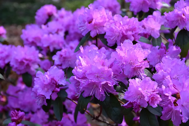 pink_flowers_pjm_elite_rhododendron_plant_by_number