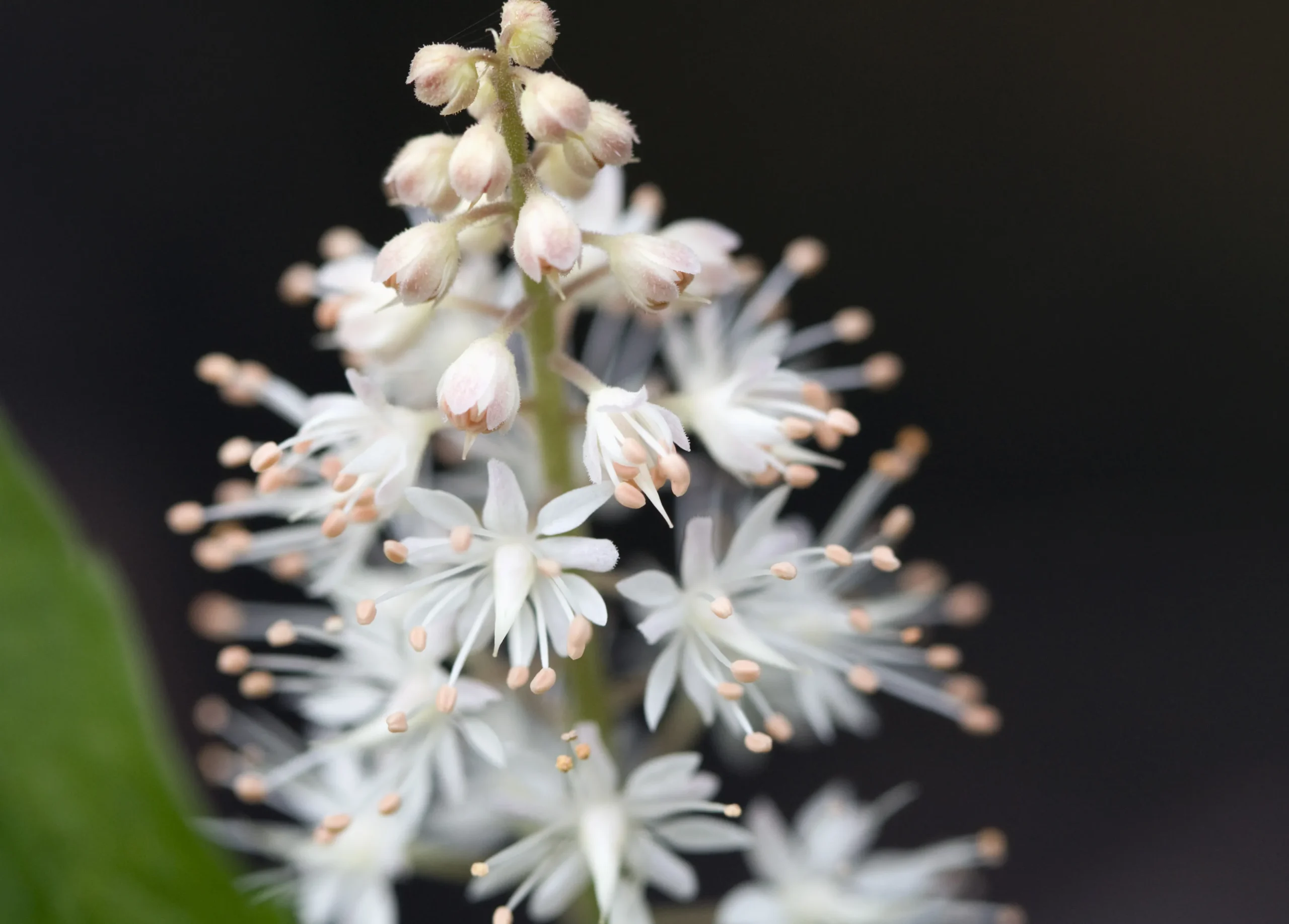 white_flowers_Tiarella_cordifolia_Running Tapestry_foamflower_plant_by_number