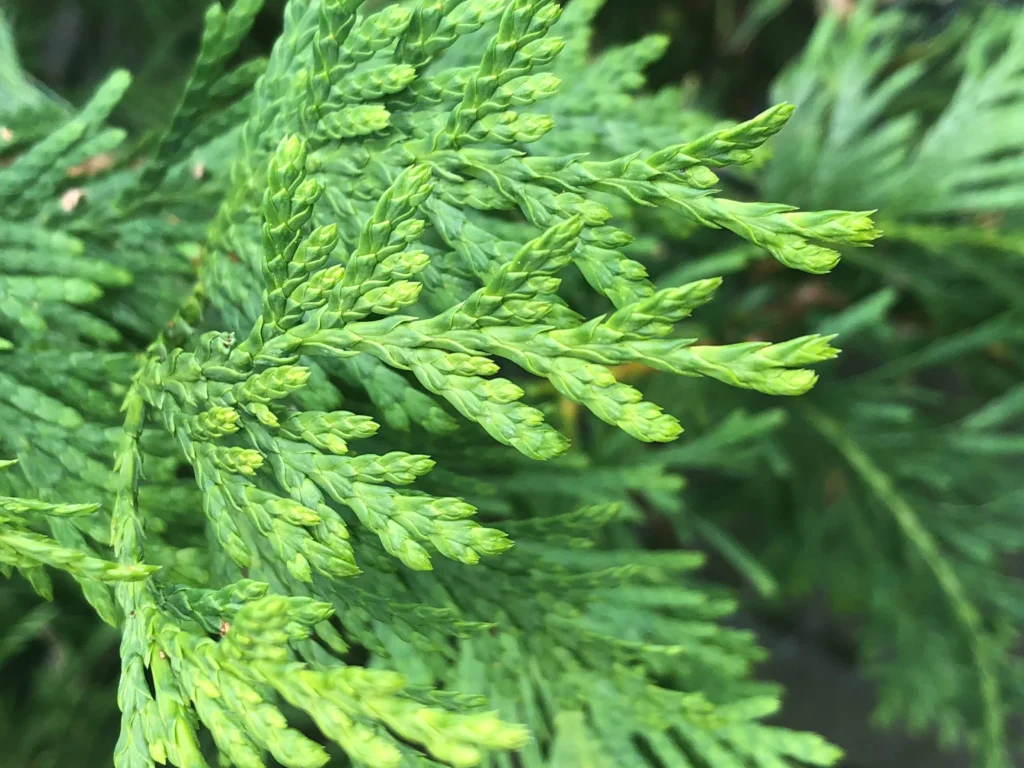Green Giant Arborvitae Plant by Number