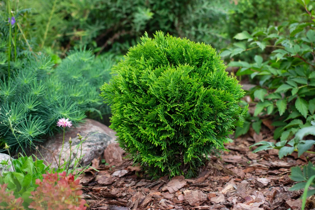 Tater Tot Arborvitae Plant by Number